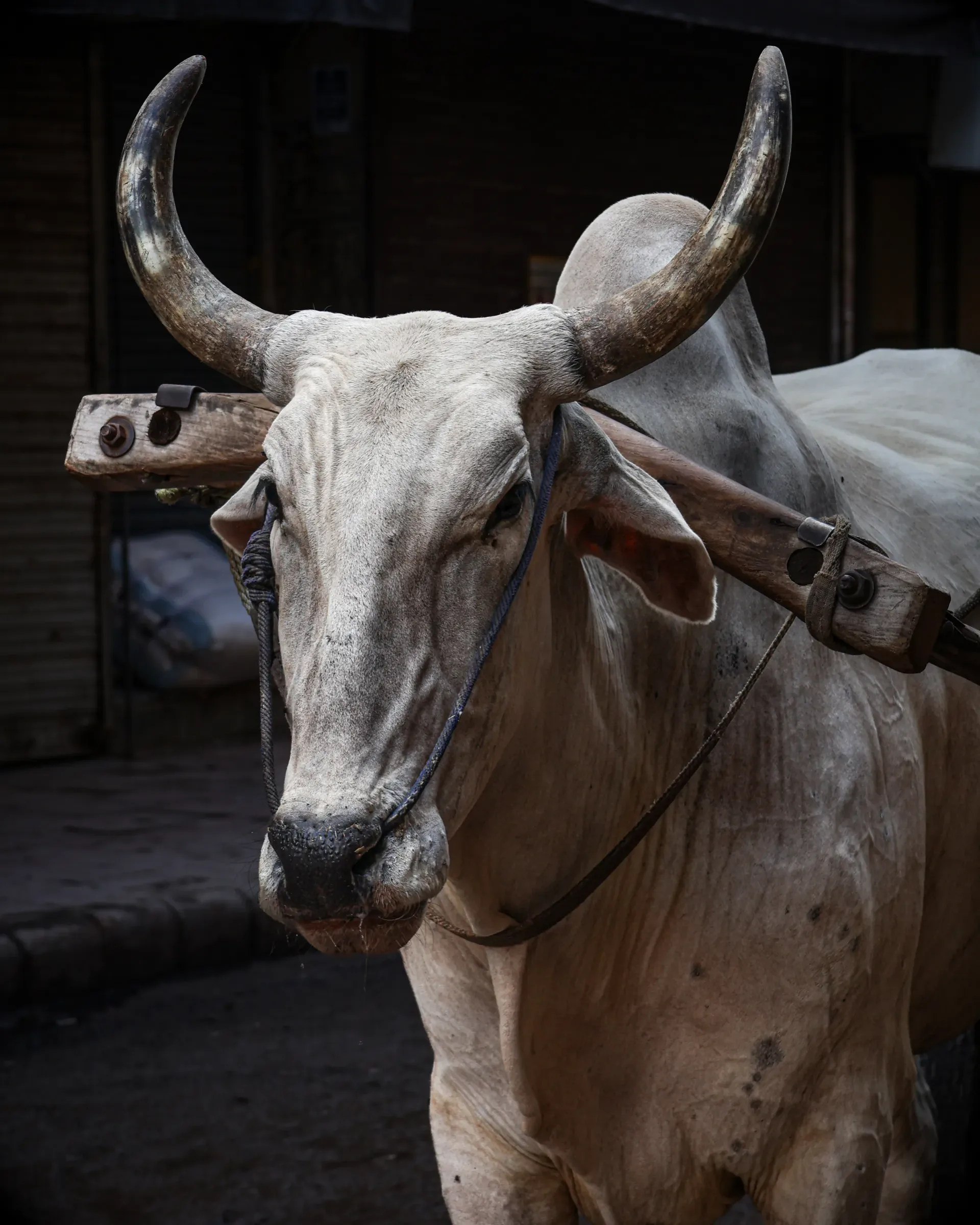 Close portrait of a working bull with large curved horns in a market street